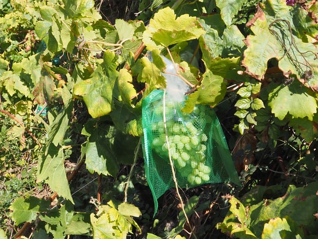 Mesh Bag Protecting Grapes