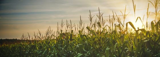 corn field