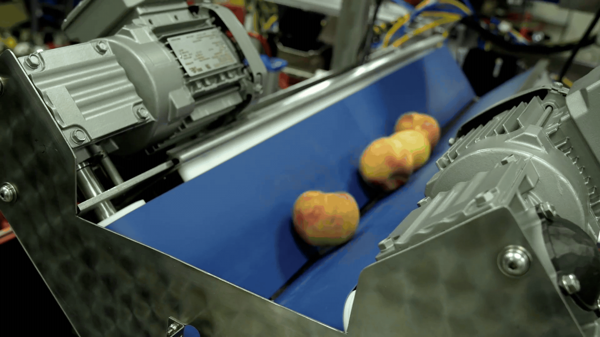 Apples moving along a conveyor on an automated produce bagging line